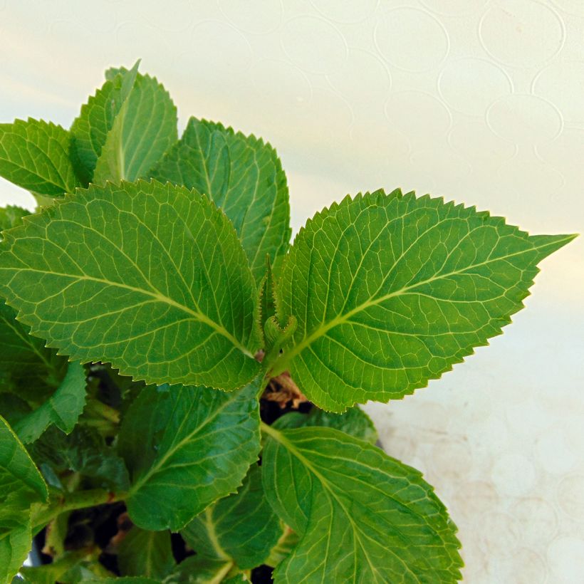 Hydrangea macrophylla Nachtigall - Bauernhortensie (Foliage)