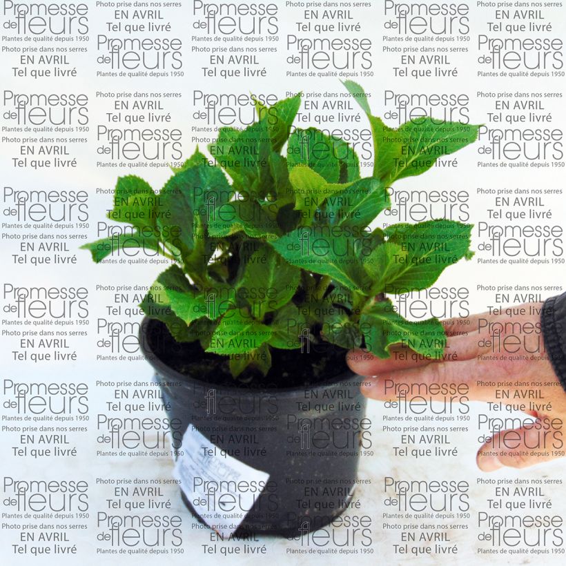 Example of Hydrangea macrophylla Nachtigall - Bauernhortensie Topf mit 2L/3L as you get