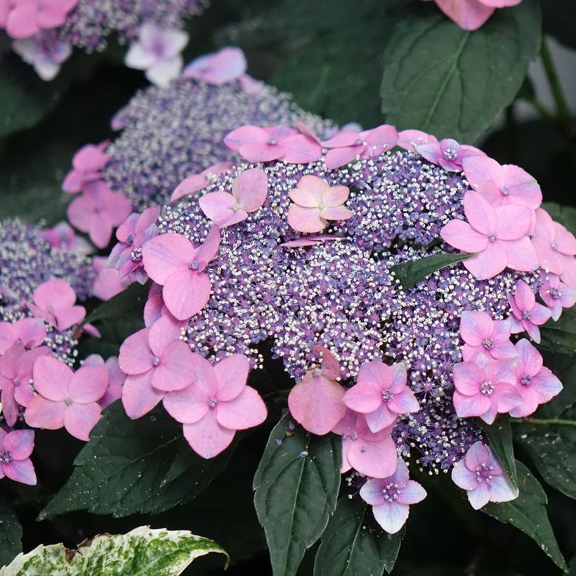 Hydrangea macrophylla Nanping - Bauernhortensie (Flowering)