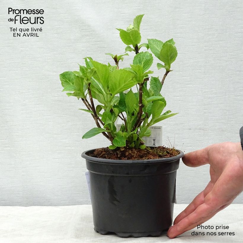 Exemplar von Hydrangea macrophylla Nikko Blue - Bauernhortensie Topf mit 2L/3L wie im Frühjahr geliefert