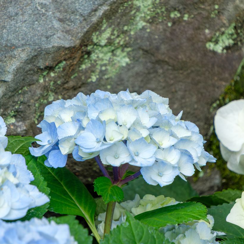 Hydrangea macrophylla Nikko Blue - Bauernhortensie (Blüte)
