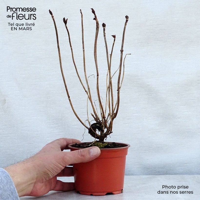 Exemplar von Hydrangea macrophylla Nikko Blue - Bauernhortensie Kleine Töpfe von 8/9 cm wie im Frühjahr geliefert