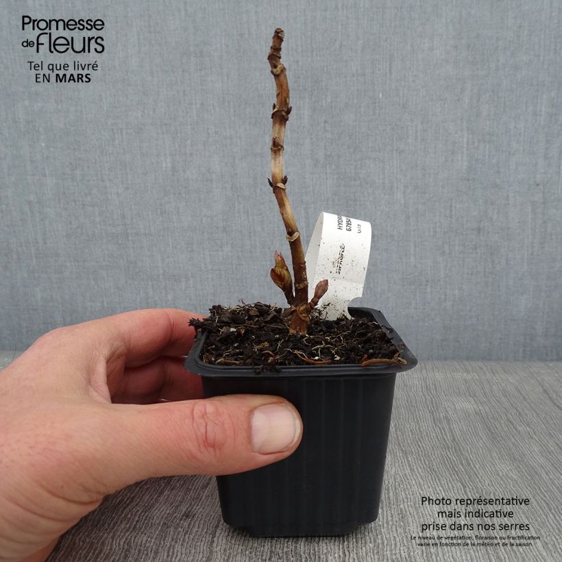 Exemplar von Hydrangea macrophylla Nikko Blue - Bauernhortensie Kleine Töpfe von 8/9 cm wie im Winter geliefert