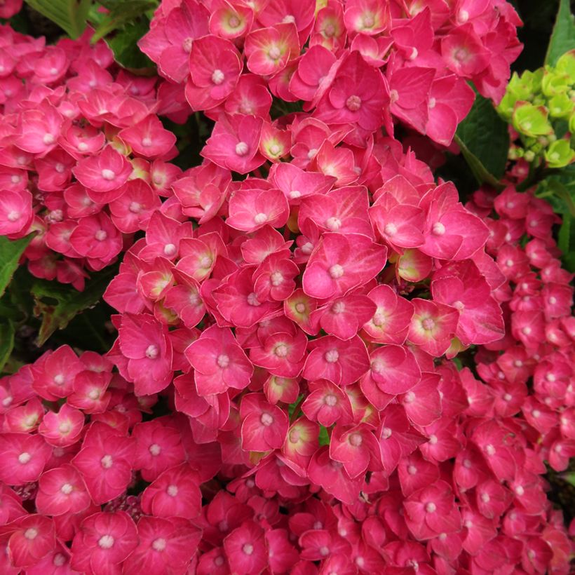 Hydrangea macrophylla Rebellion Choco Love - Bauernhortensie (Blüte)