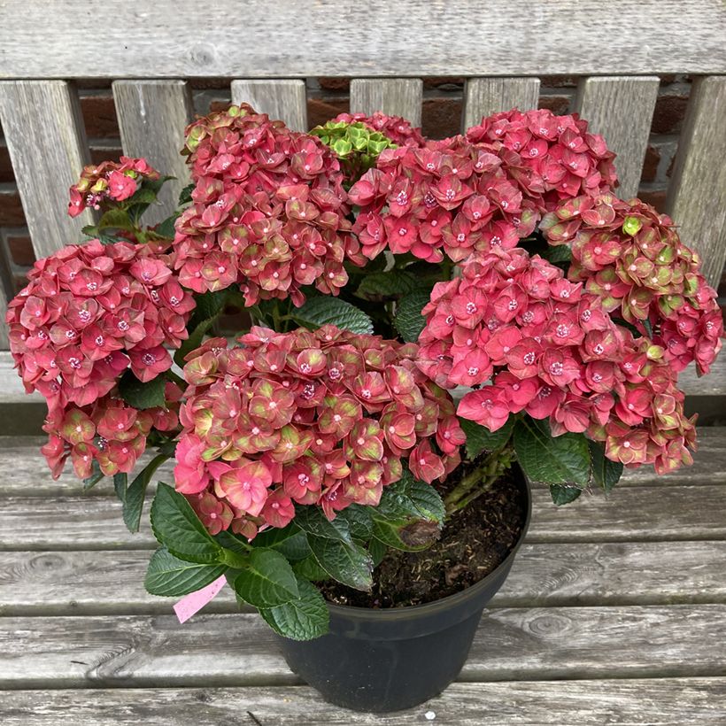 Hydrangea macrophylla Rebellion Choco Love - Bauernhortensie (Wuchs)
