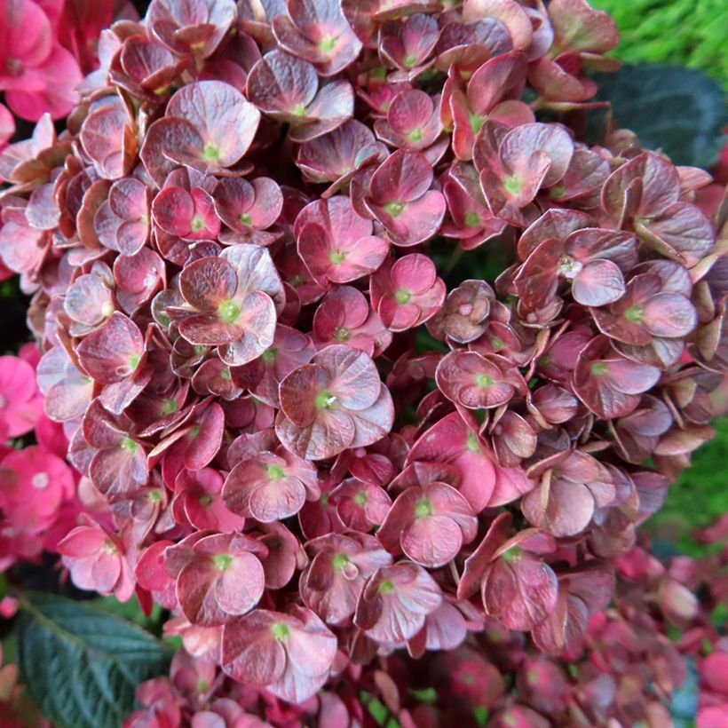 Hydrangea macrophylla Rebellion Pistachio Love - Bauernhortensie (Blüte)