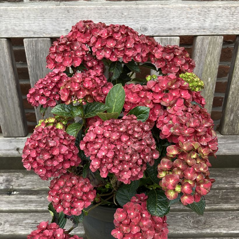 Hydrangea macrophylla Rebellion Pistachio Love - Bauernhortensie (Wuchs)