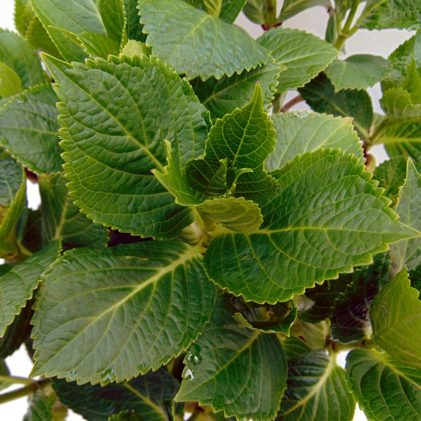 Hydrangea macrophylla Renate Steiniger - Bauernhortensie (Foliage)