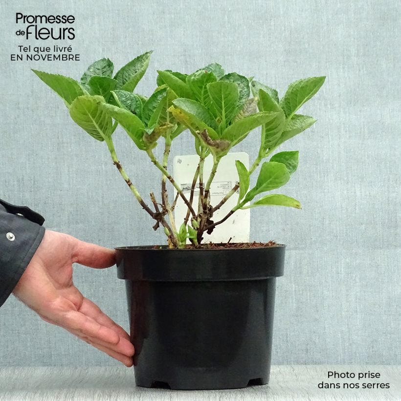 Example of Hydrangea macrophylla Rosita - Bauernhortensie Topf mit 2L/3L as you get in automne
