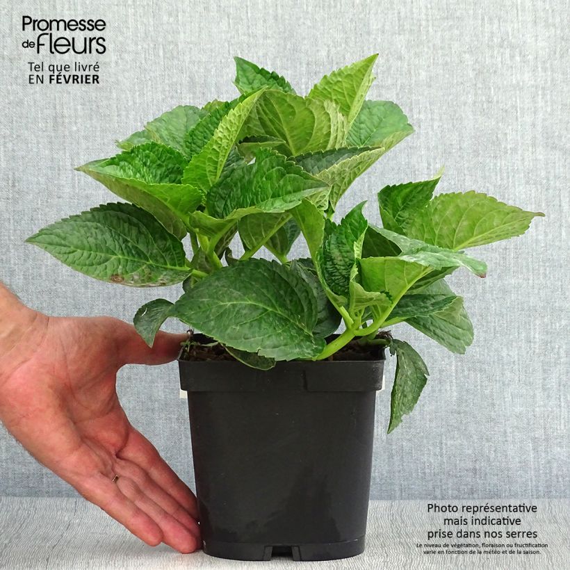Example of Hydrangea macrophylla Rotschwanz - Bauernhortensie Topf mit 2L/3L as you get in automne