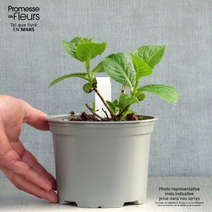 Exemplar von Hydrangea macrophylla Rotschwanz - Bauernhortensie Topf mit 2L/3L wie im Frühjahr geliefert