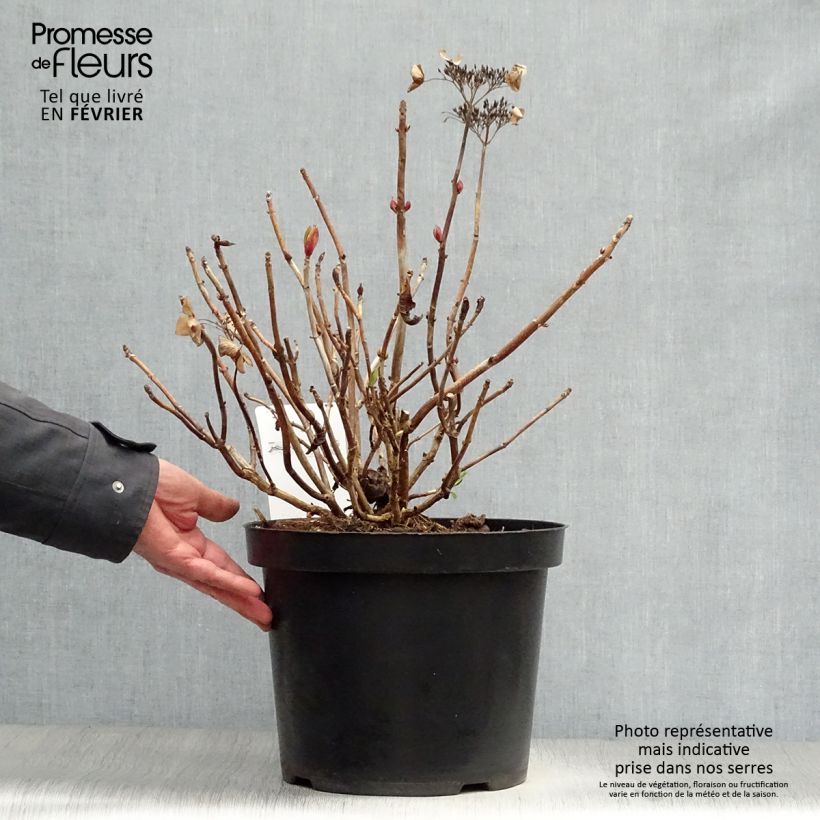 Exemplar von Hydrangea macrophylla Rotschwanz - Bauernhortensie Topf mit 7,5L/10L wie im Winter geliefert