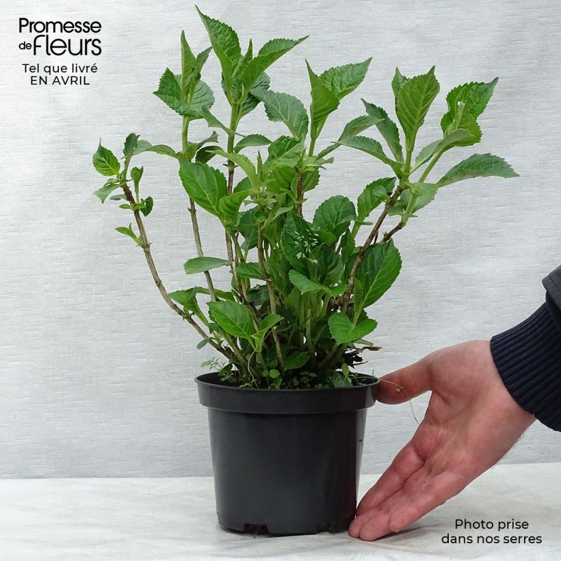 Exemplar von Hydrangea macrophylla Schloss Wackerbarth - Bauernhortensie Topf mit 3L/4L wie im Frühjahr geliefert