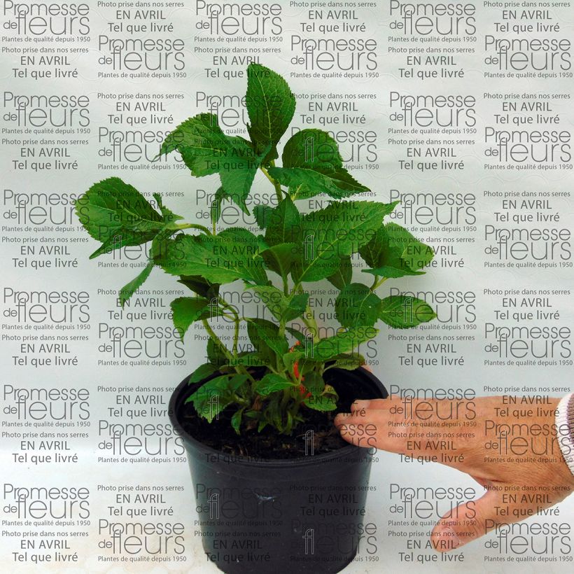 Example of Hydrangea macrophylla Shooting Star - Bauernhortensie Topf mit 2L/3L as you get