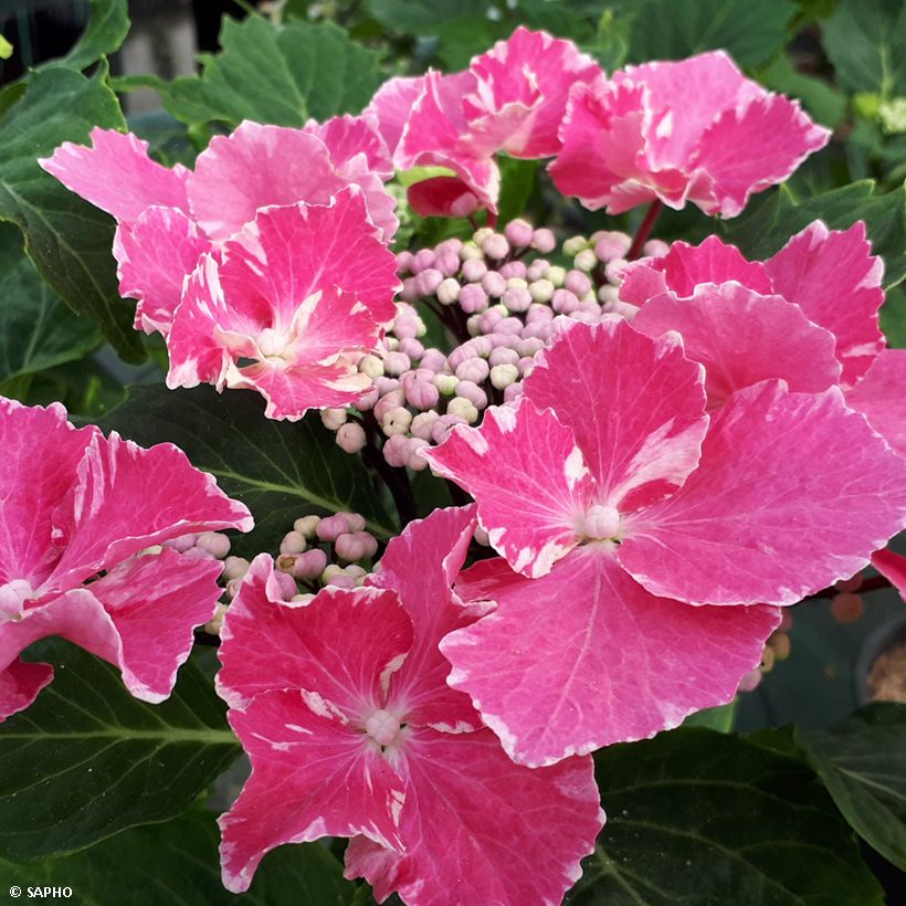 Hydrangea macrophylla So Long Aya - Bauernhortensie (Flowering)
