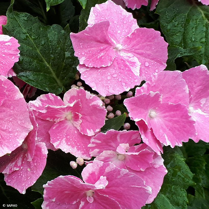 Hydrangea macrophylla So Long Starlit Sky - Bauernhortensie (Flowering)