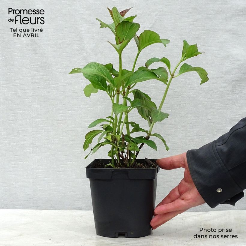 Exemplar von Hydrangea macrophylla So Long Sunny - Bauernhortensie Topf mit 2L/3L wie im Frühjahr geliefert