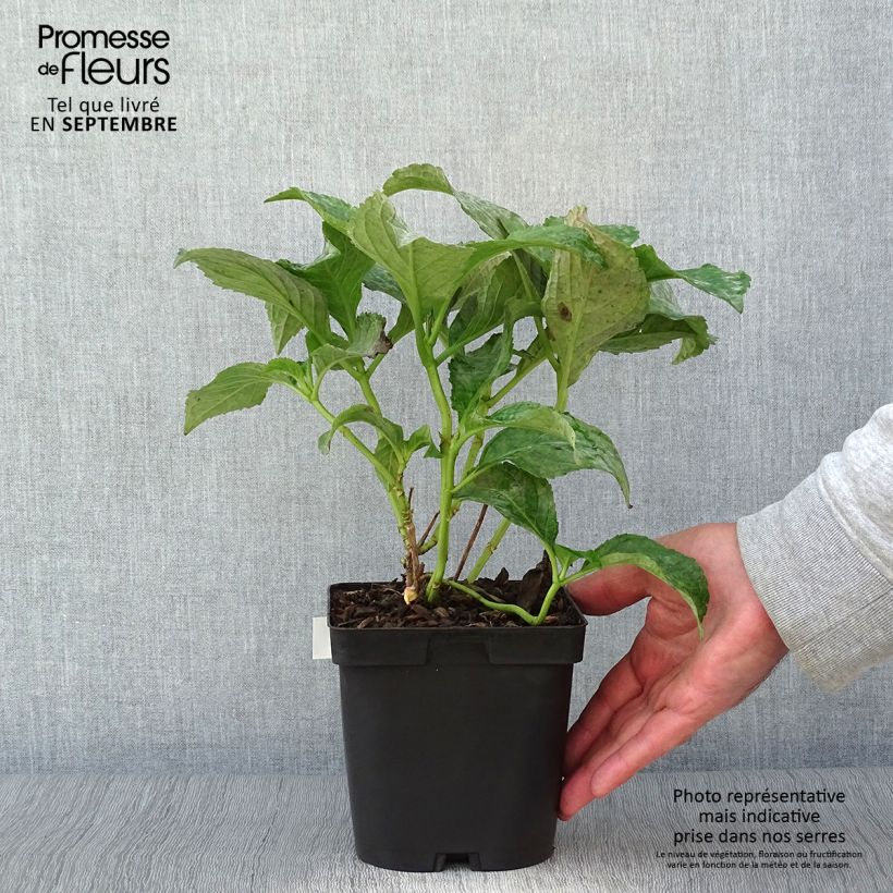 Example of Hydrangea macrophylla So Long Sunny - Bauernhortensie Topf mit 2L/3L as you get in automne