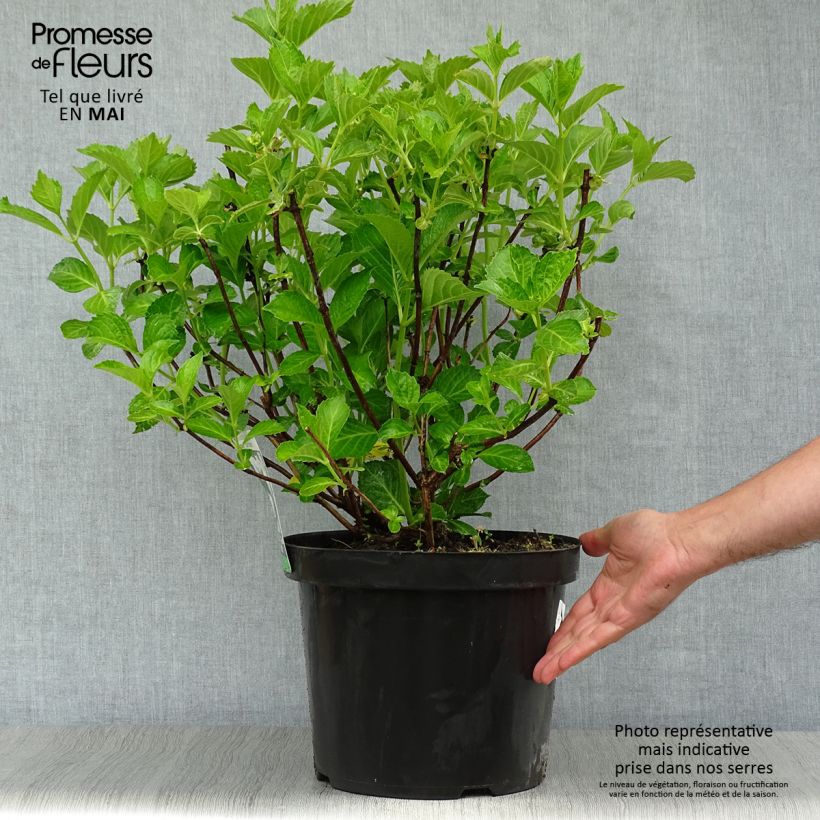 Exemplar von Hydrangea macrophylla Soeur Thérèse - Bauernhortensie Topf mit 7,5L/10L wie im Frühjahr geliefert