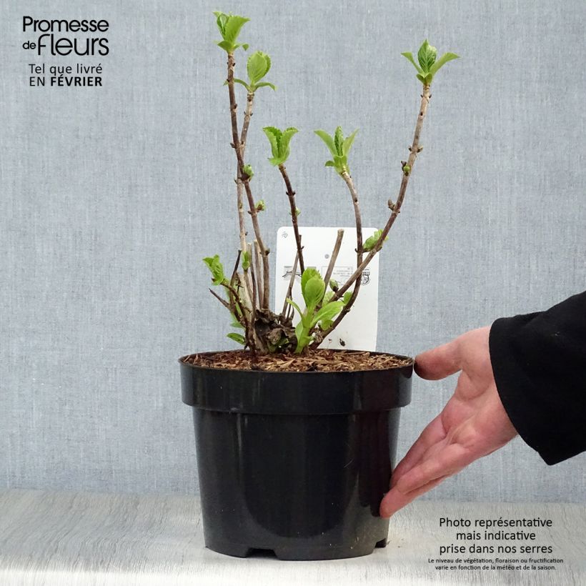 Exemplar von Hydrangea macrophylla Soeur Thérèse - Bauernhortensie Topf mit 2L/3L wie im Winter geliefert