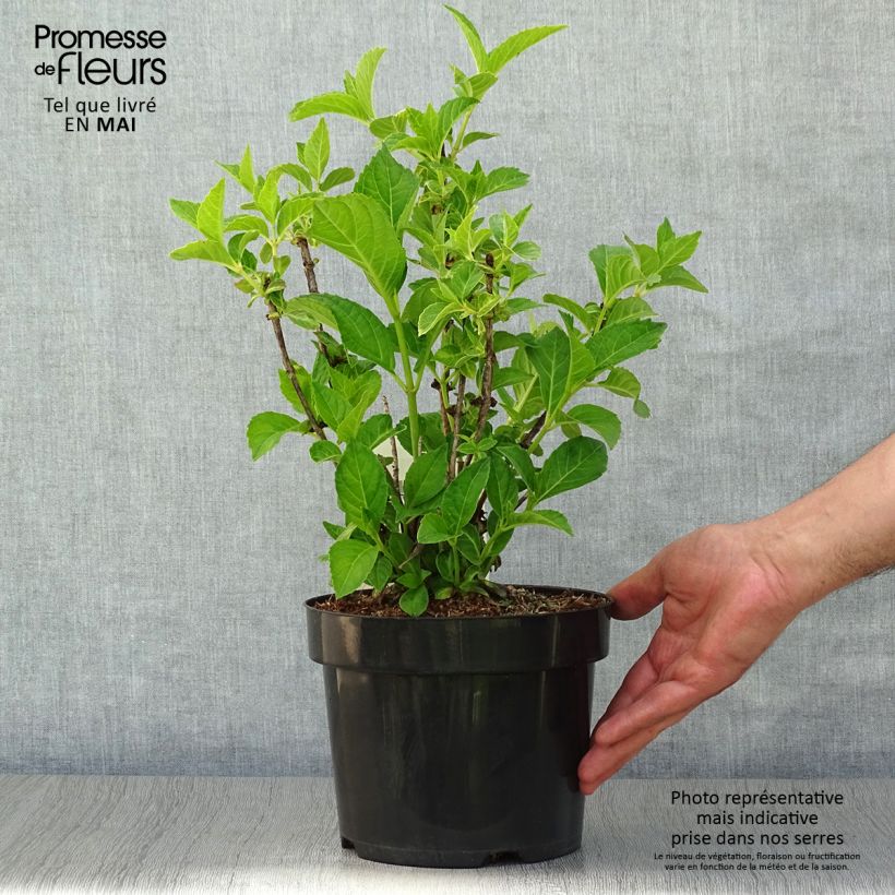 Exemplar von Hydrangea macrophylla Soeur Thérèse - Bauernhortensie Topf mit 2L/3L wie im Frühjahr geliefert