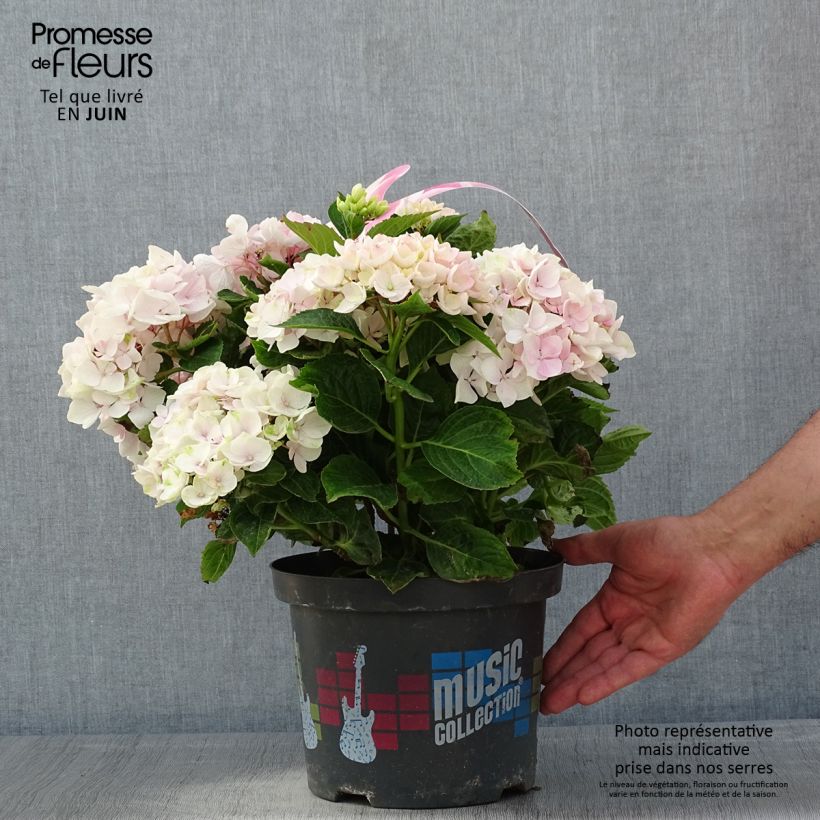 Exemplar von Hydrangea macrophylla Soft Pink Salsa - Bauernhortensie Topf mit 4L/5L wie im Frühjahr geliefert