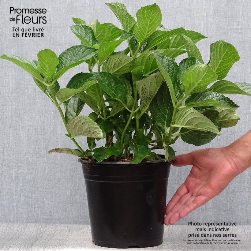 Example of Hydrangea macrophylla Star Gazer Blue - Bauernhortensie Topf mit 4L/5L as you get in automne