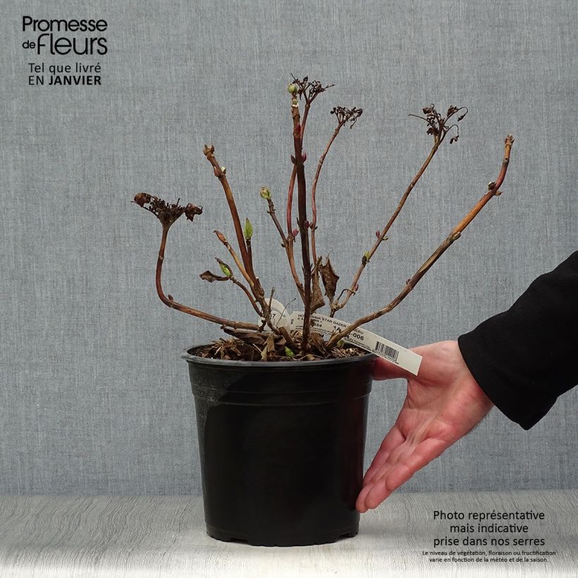 Exemplar von Hydrangea macrophylla Star Gazer Blue - Bauernhortensie Topf mit 4L/5L wie im Winter geliefert