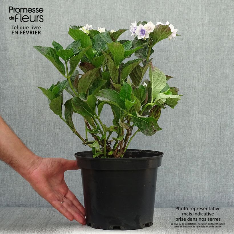 Example of Hydrangea macrophylla Stargazer - Bauernhortensie Topf mit 4L/5L as you get in automne
