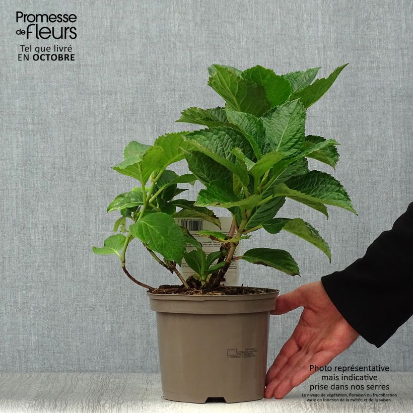 Example of Hydrangea macrophylla Teller Pink - Bauernhortensie Topf mit 2L/3L as you get in automne