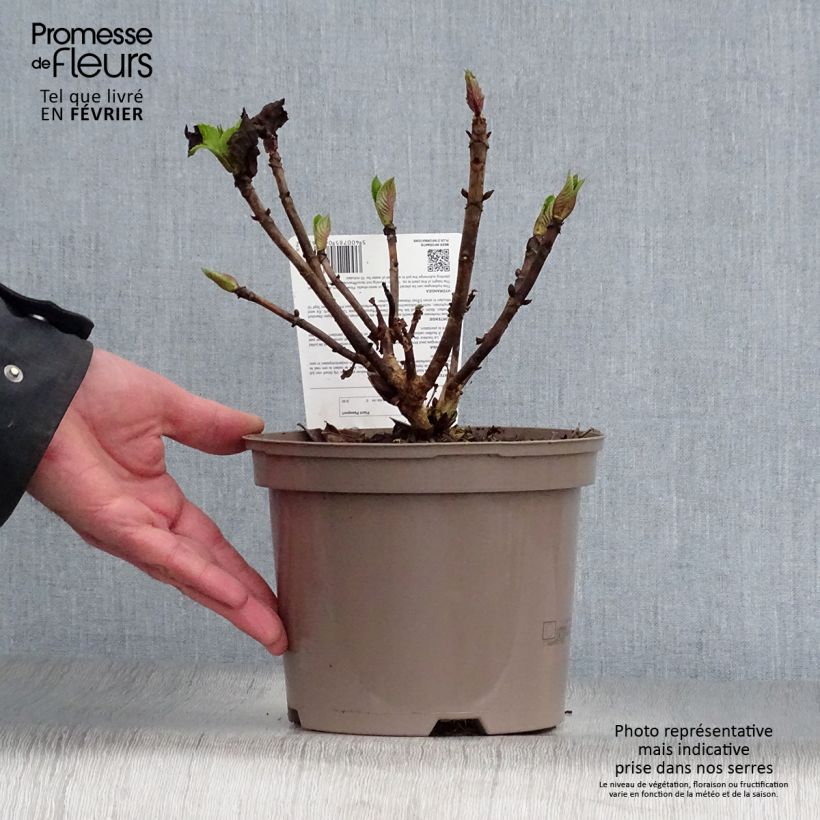 Exemplar von Hydrangea macrophylla Teller Pink - Bauernhortensie Topf mit 2L/3L wie im Winter geliefert