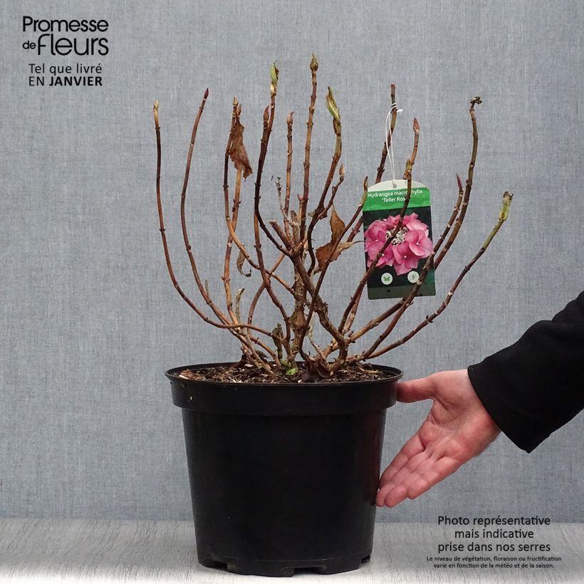 Exemplar von Hydrangea macrophylla Teller Pink - Bauernhortensie Topf mit 7,5L/10L wie im Winter geliefert