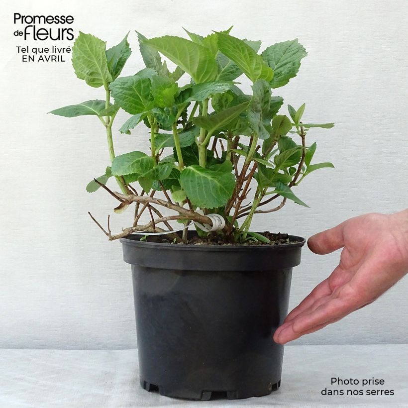 Exemplar von Hydrangea macrophylla Tinkerbell - Bauernhortensie Topf mit 1,5L/2L wie im Frühjahr geliefert