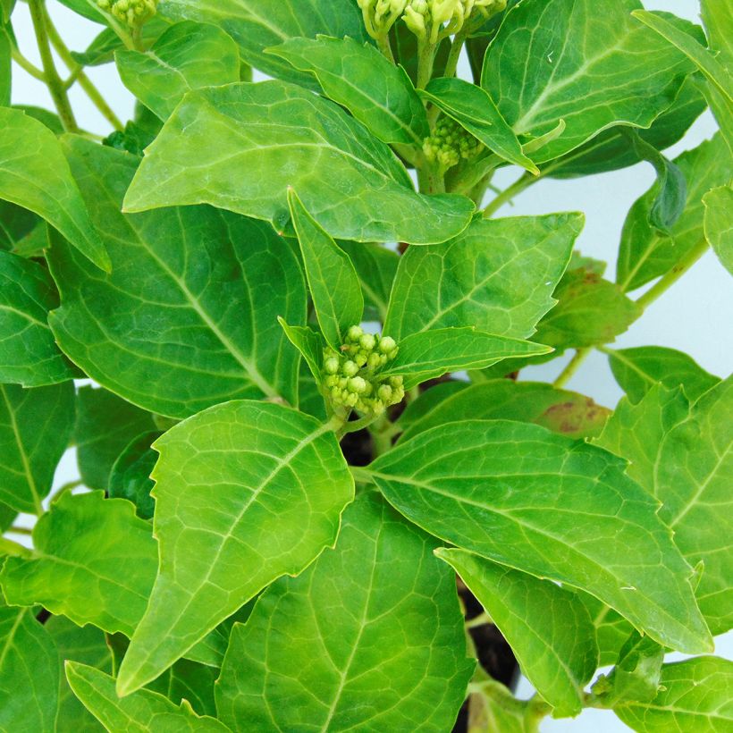 Hydrangea macrophylla Tovelit - Bauernhortensie (Foliage)