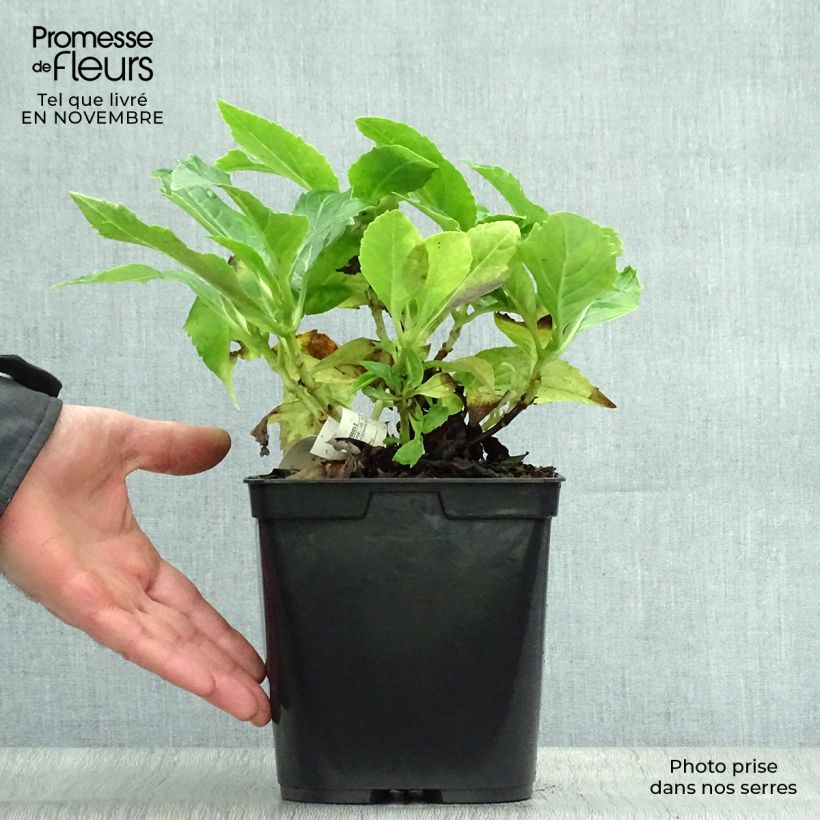 Example of Hydrangea macrophylla Tovelit - Bauernhortensie Topf mit 2L/3L as you get in automne