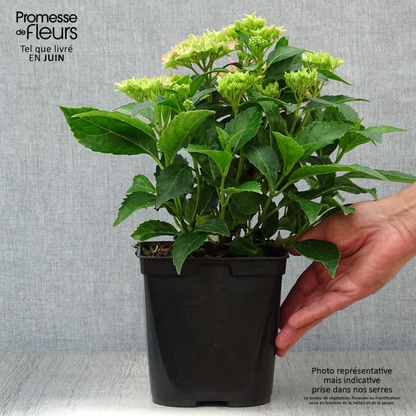 Exemplar von Hydrangea macrophylla Tovelit - Bauernhortensie Topf mit 2L/3L wie im Sommer geliefert