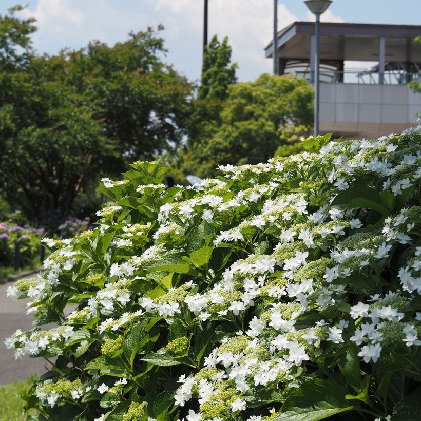 Hydrangea macrophylla Wedding Gown - Bauernhortensie (Hafen)