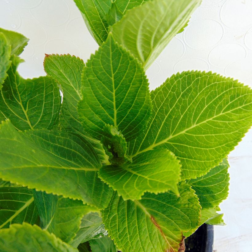 Hydrangea macrophylla Wedding Gown - Bauernhortensie (Foliage)