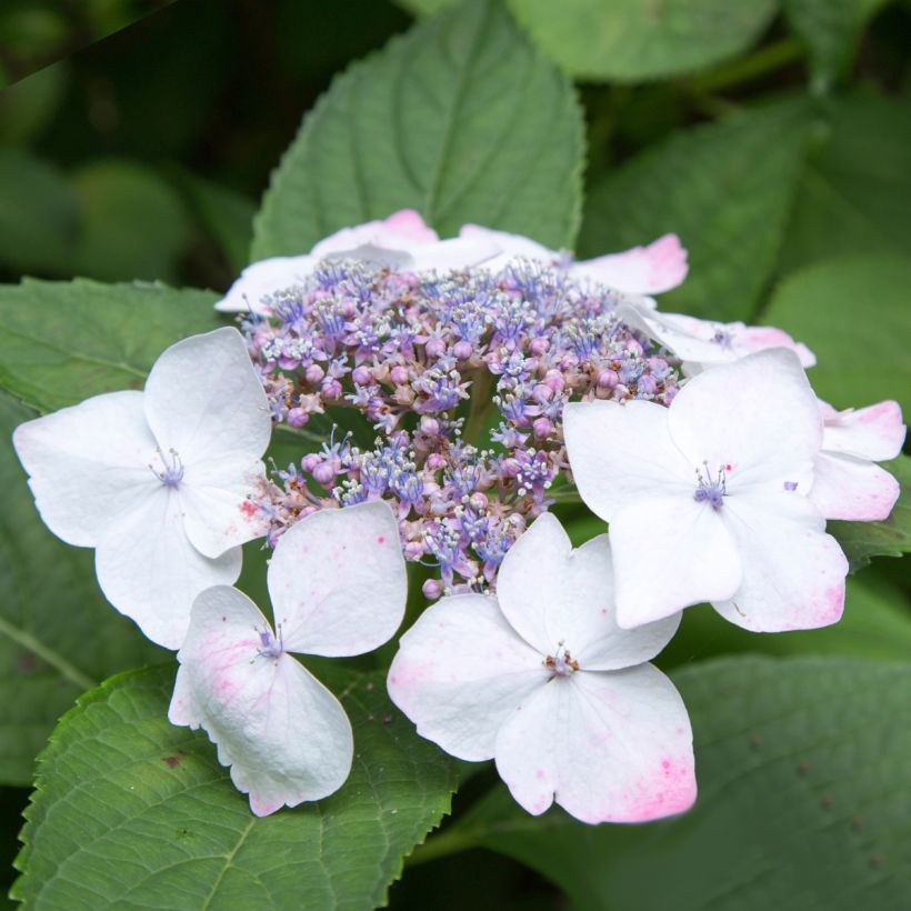 Hydrangea macrophylla White Wave - Bauernhortensie (Flowering)