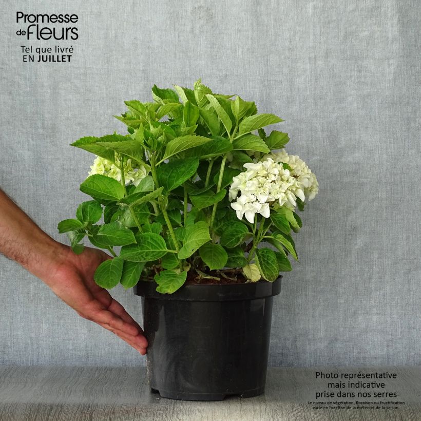 Example of Hortensie - Hydrangea macrophylla Wudu as you get in ete