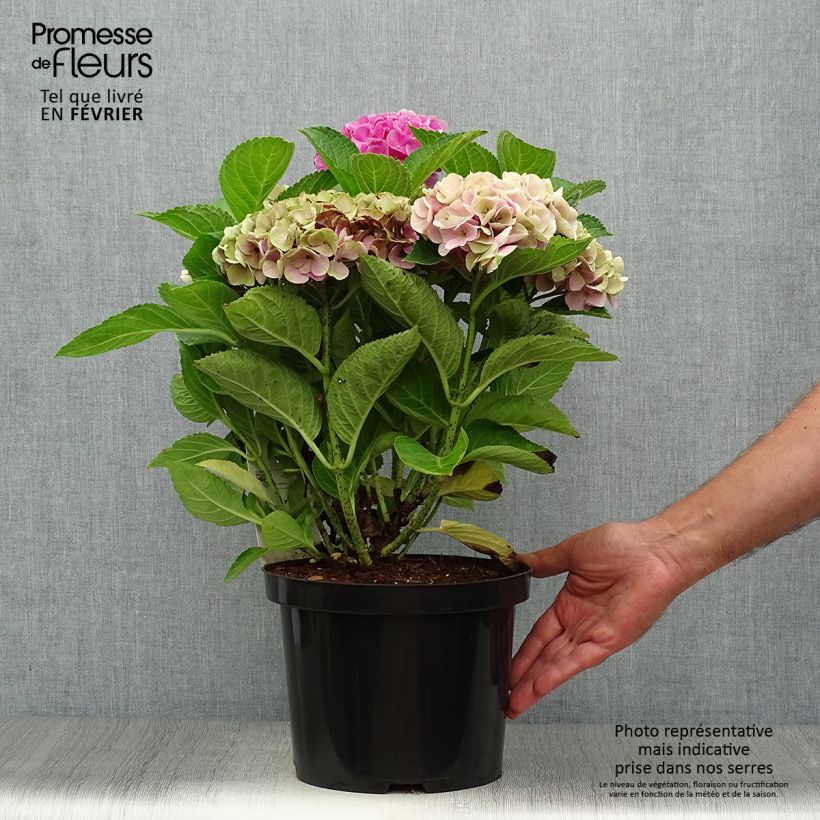 Example of Hydrangea macrophylla Xian - Bauernhortensie Topf mit 4L/5L as you get in automne