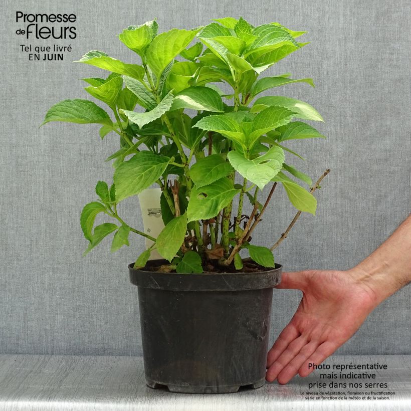 Exemplar von Hydrangea macrophylla Xian - Bauernhortensie Topf mit 4L/5L wie im Sommer geliefert