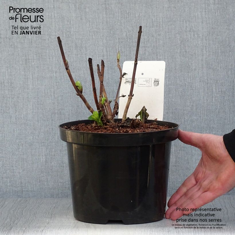 Exemplar von Hydrangea macrophylla Xian - Bauernhortensie Topf mit 4L/5L wie im Winter geliefert