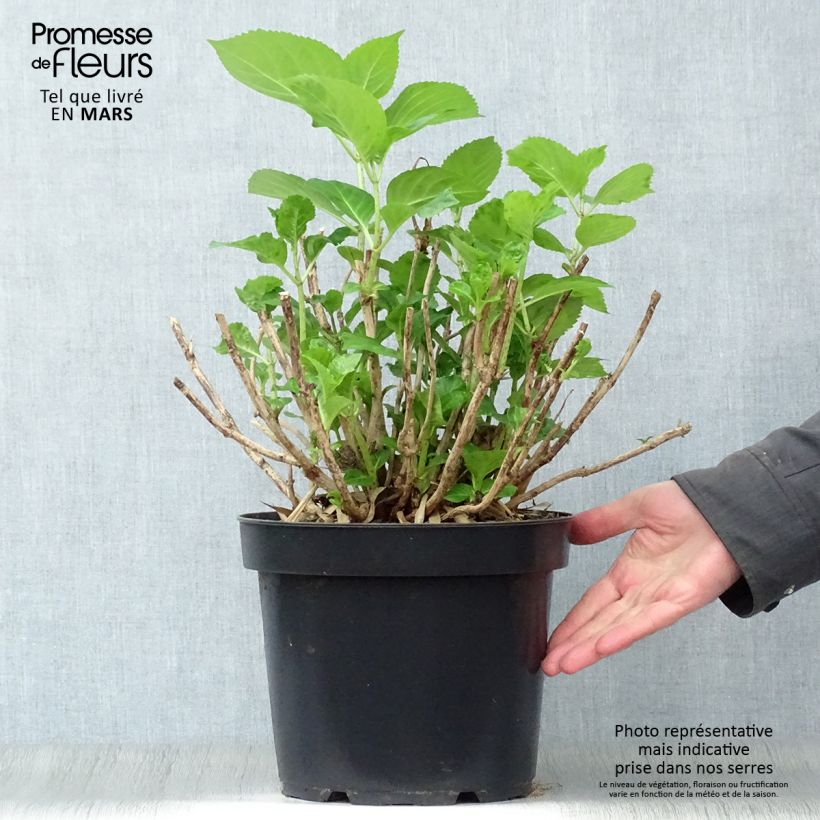 Exemplar von Hydrangea macrophylla Xian - Bauernhortensie Topf mit 7,5L/10L wie im Frühjahr geliefert