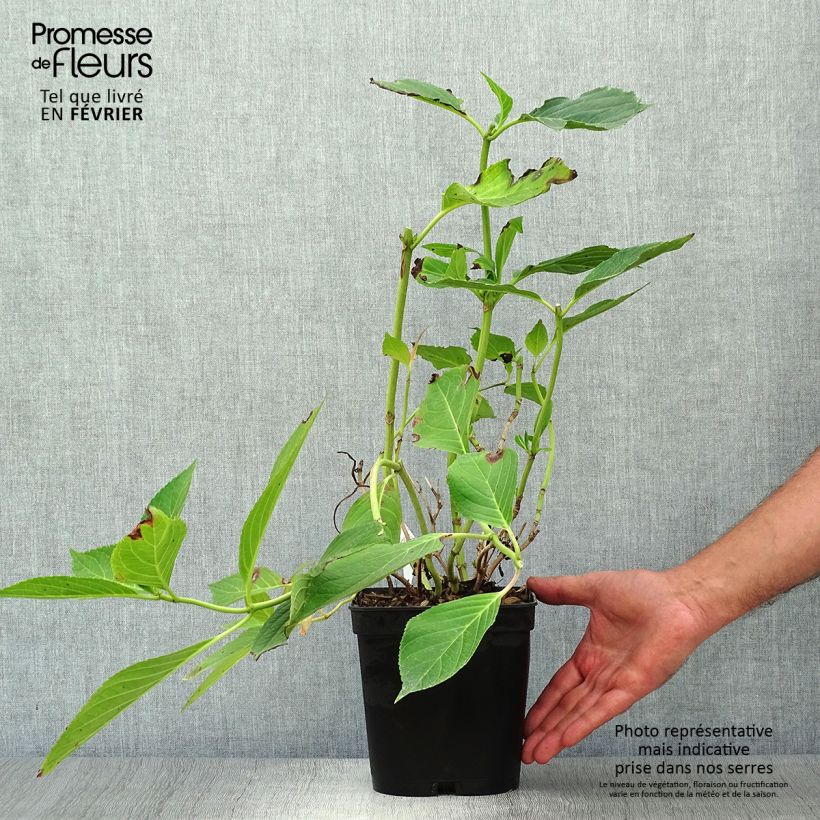 Example of Hydrangea macrophylla Yamato - Bauernhortensie Topf mit 2L/3L as you get in automne