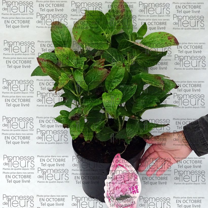 Example of Hydrangea macrophylla You and Me Romance - Bauernhortensie Topf mit 4L/5L as you get