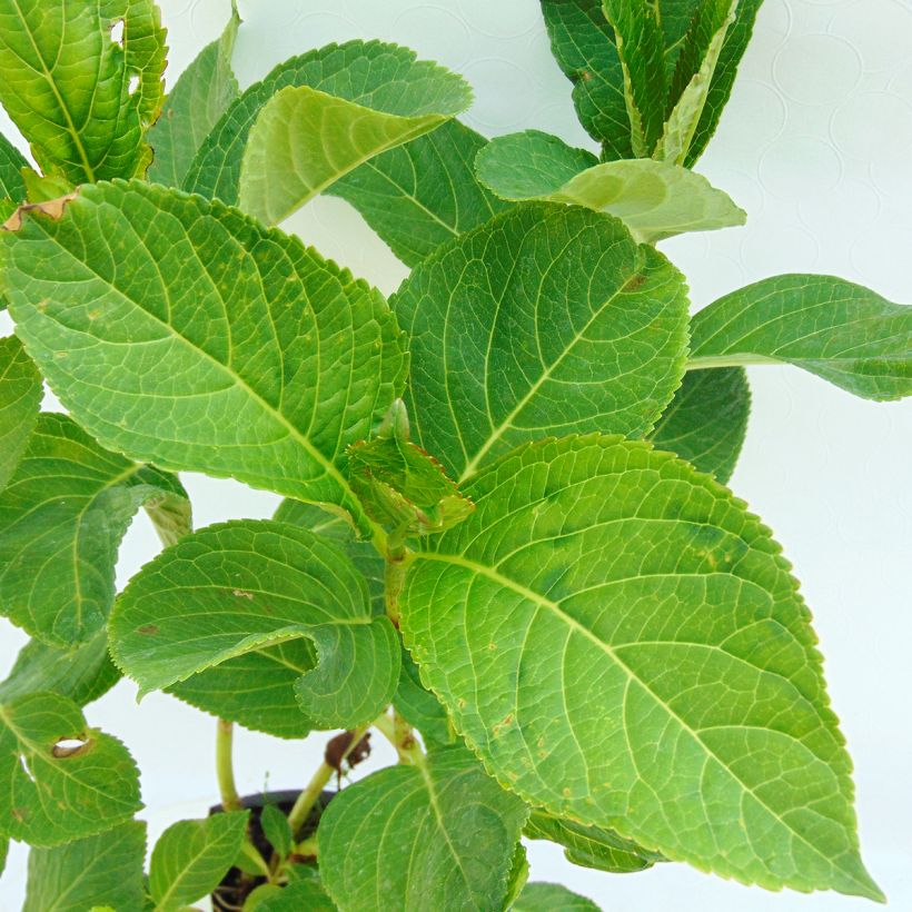Hydrangea macrophylla Tea Time Together - Bauernhortensie (Foliage)