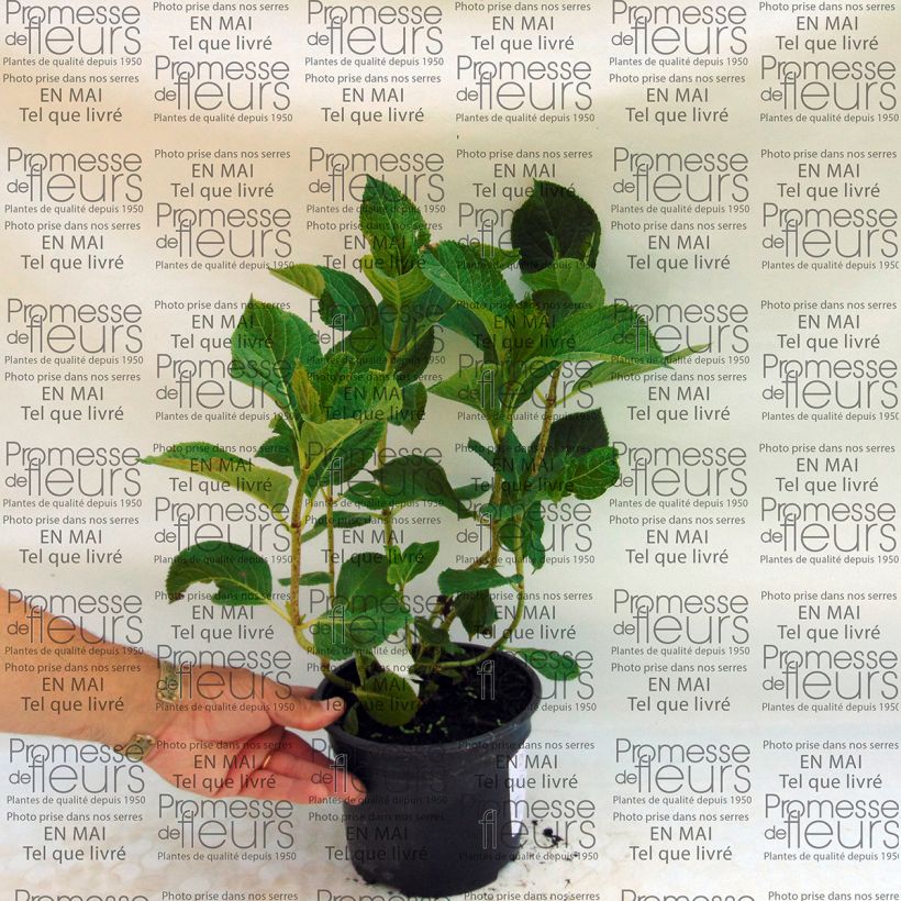 Example of Hydrangea macrophylla Tea Time Together - Bauernhortensie Topf mit 2L/3L as you get