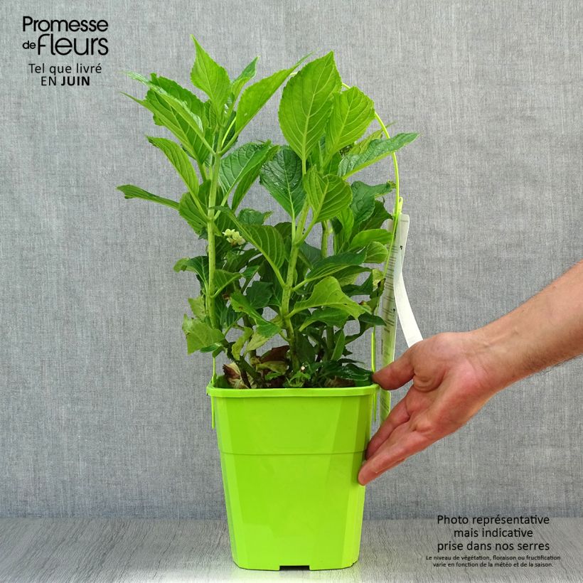 Exemplar von Hydrangea macrophylla You and Me Together - Bauernhortensie Topf mit 3L/4L wie im Sommer geliefert