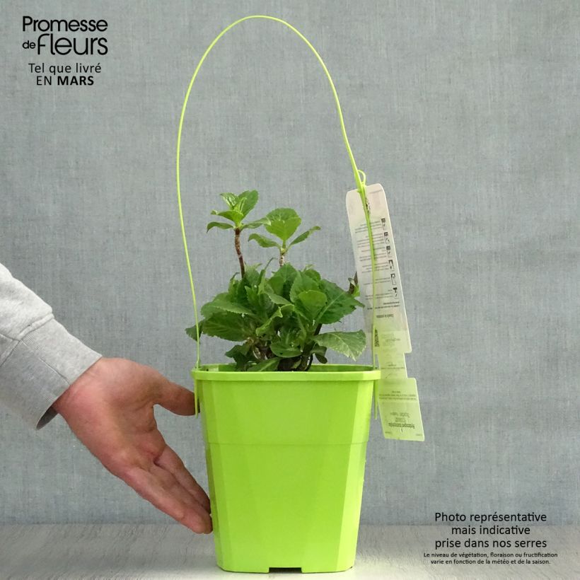 Exemplar von Hydrangea macrophylla You and Me Together - Bauernhortensie Topf mit 3L/4L wie im Frühjahr geliefert